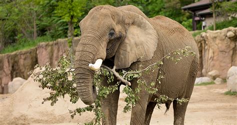 do elephants like music so much that they can dance to it?