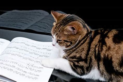 Why Do Cats Like Classical Music and Other Related Mysteries